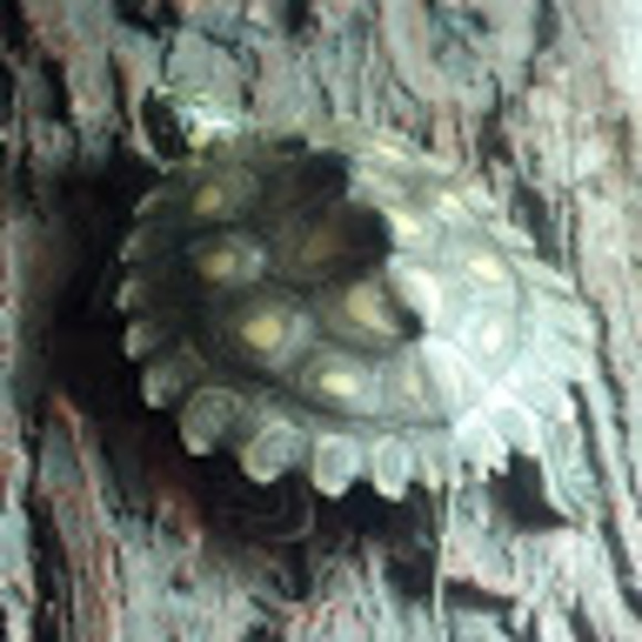 turtlemcclure